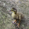 子鴨_蚕糸の森公園