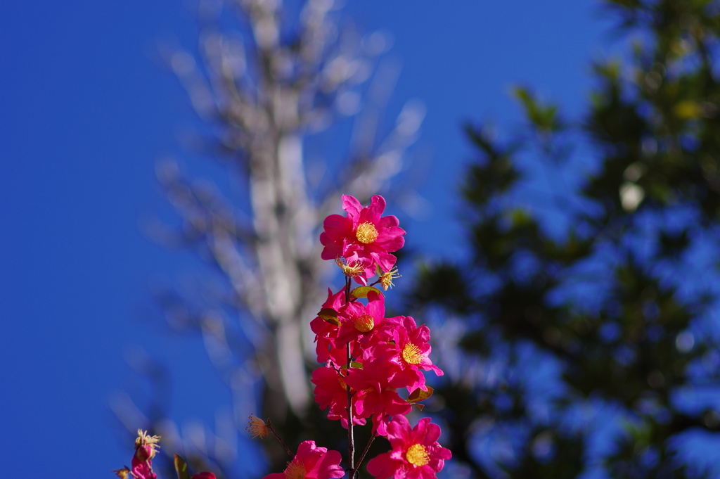 山茶花_新井薬師公園