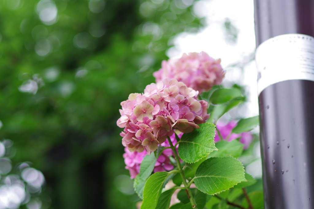 紫陽花_増上寺