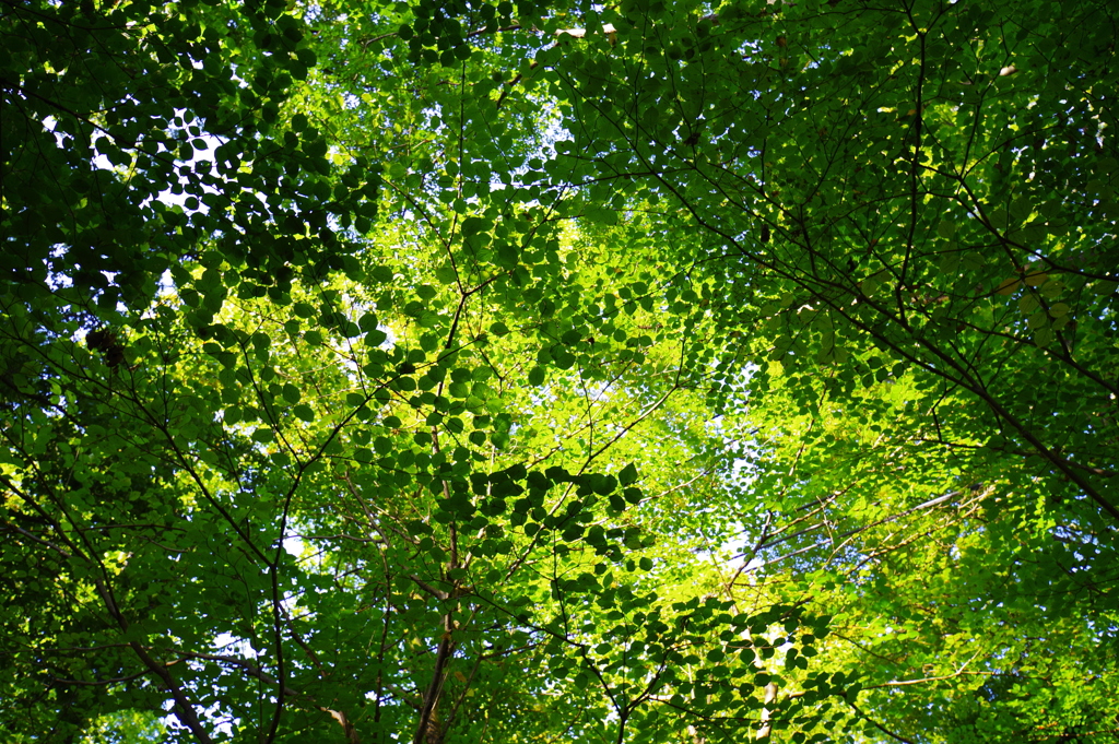 神代植物公園