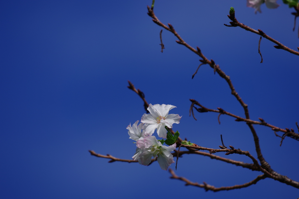 十月桜_新宿御苑