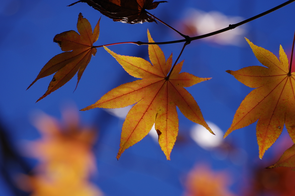 紅葉_昭和記念公園