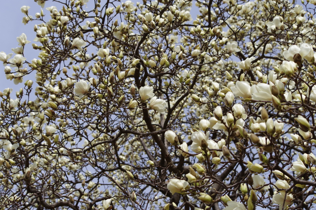 ハクモクレン_新宿御苑