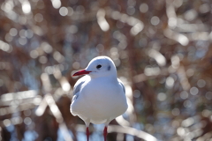 小春日和にユリカモメ_不忍池