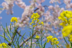 ナノハナ_善福寺公園