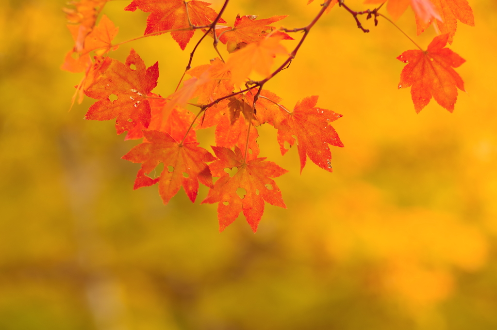 紅葉_昭和記念公園