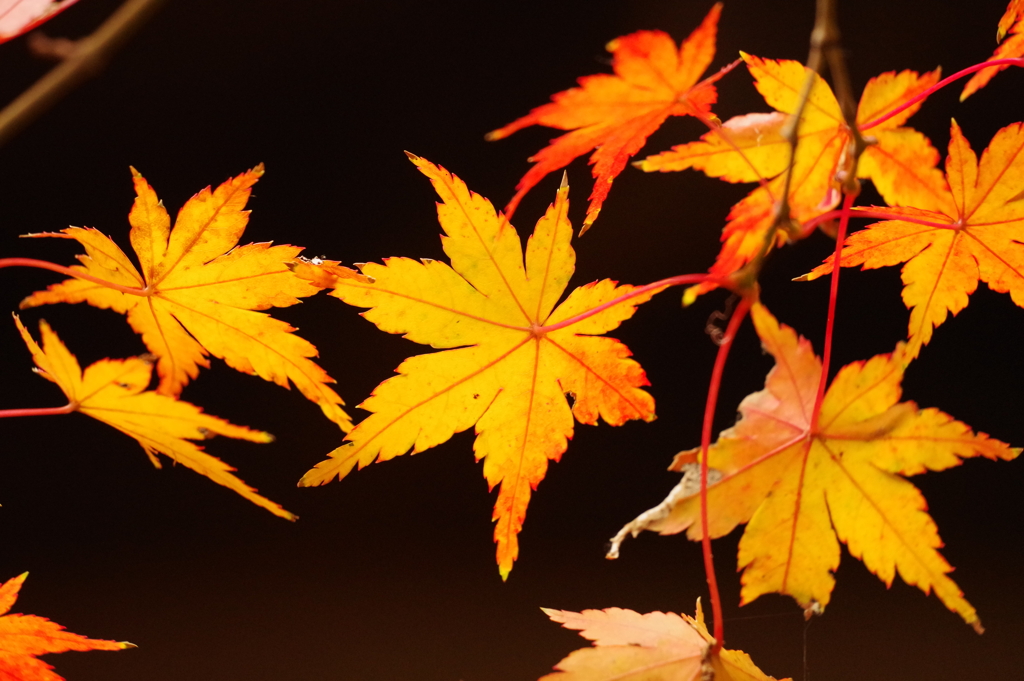 紅葉_大田黒公園