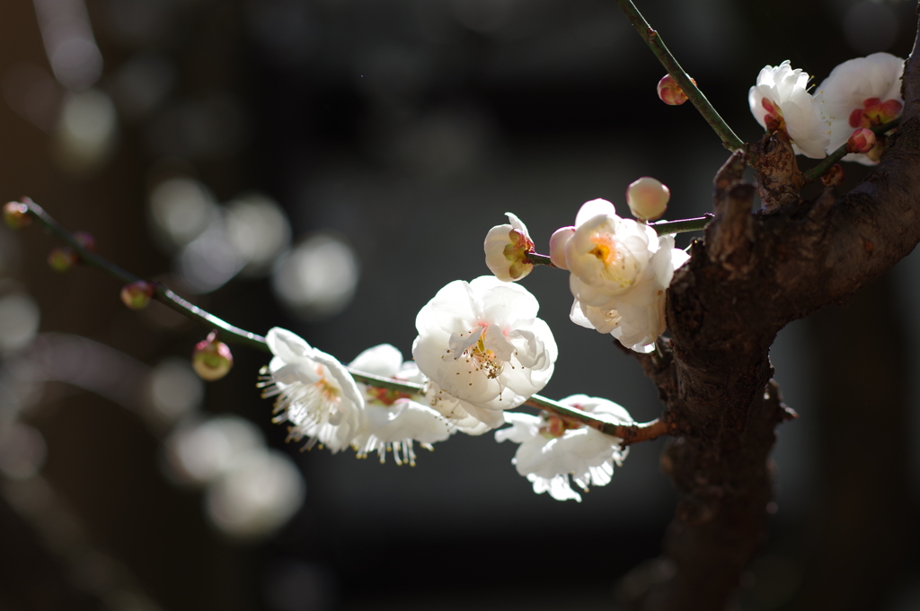 梅_林芙美子記念館