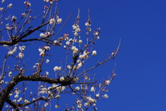 梅_神代植物公園