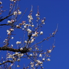 梅_神代植物公園