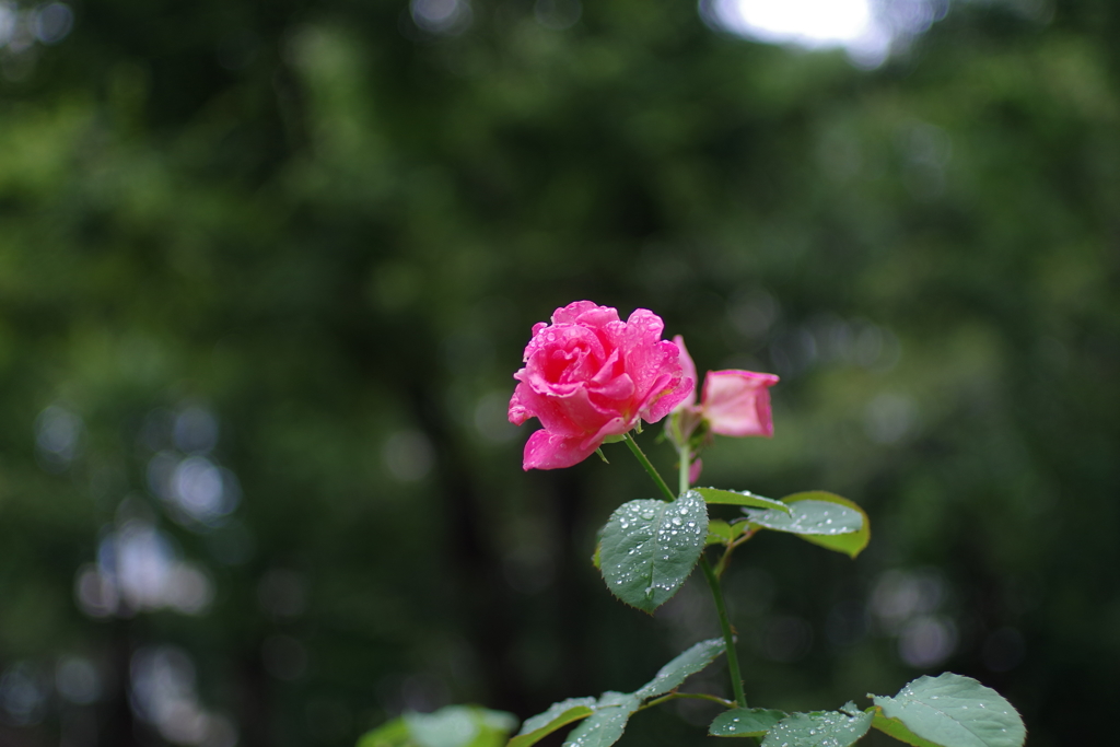 バラ_新宿中央公園