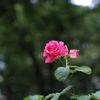 バラ_新宿中央公園