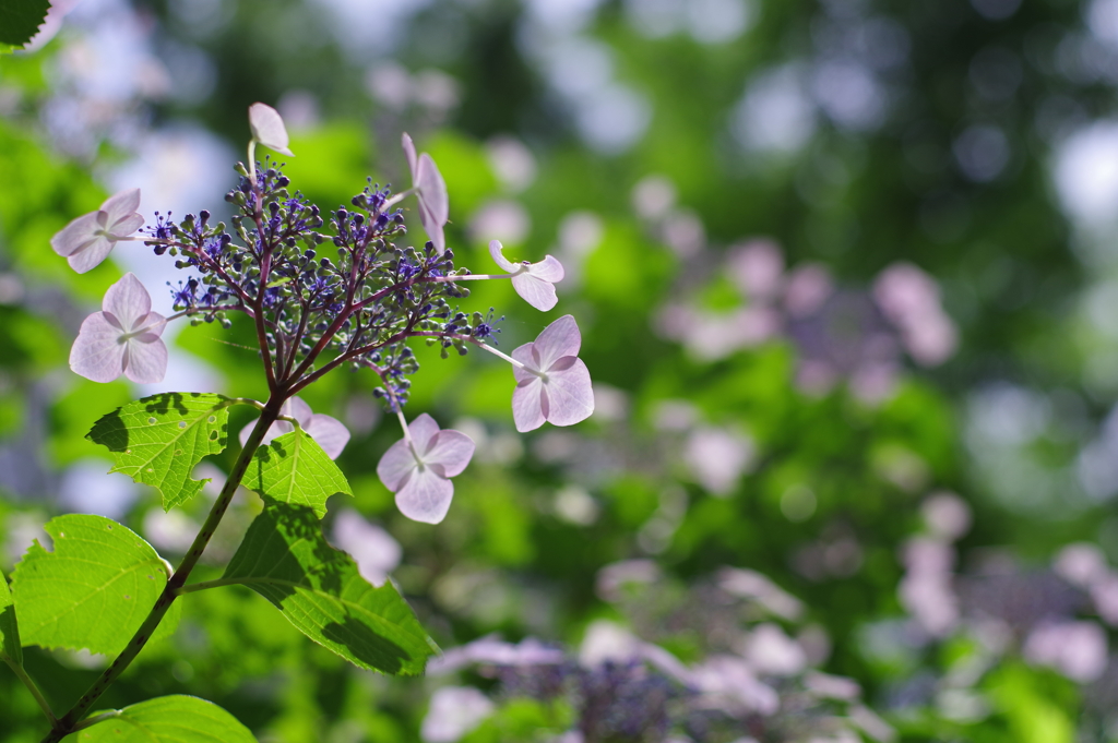 紫陽花_新宿中央公園