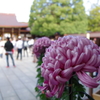 菊花展_明治神宮