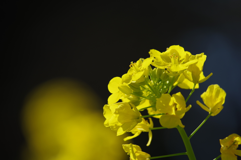 菜の花_浜離宮恩賜公園