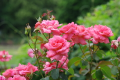 薔薇_日比谷公園