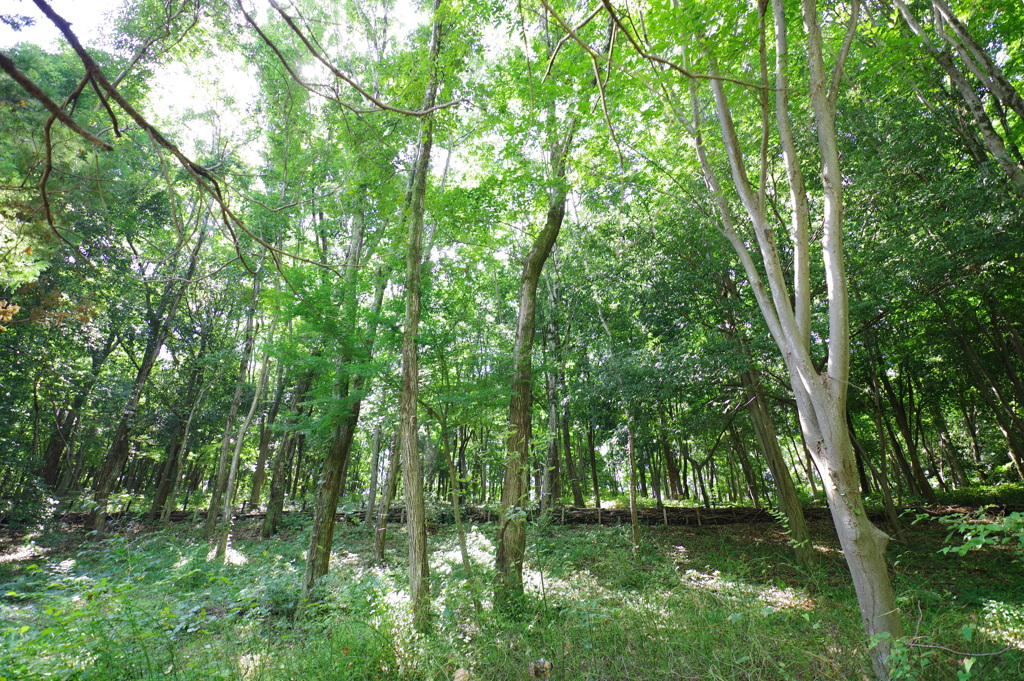 夏木立_昭和記念公園