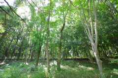 夏木立_昭和記念公園