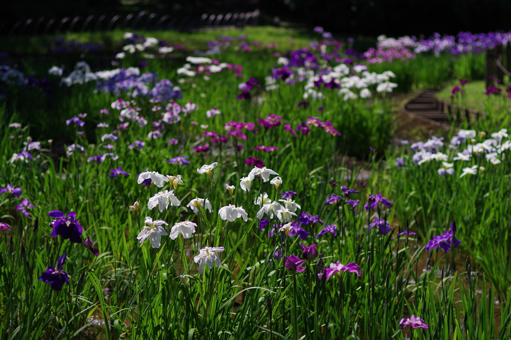 花菖蒲_明治神宮御苑