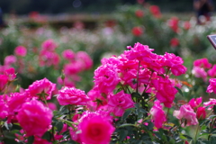 バラ_神代植物公園