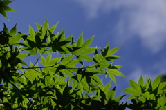 楓_紅葉山公園