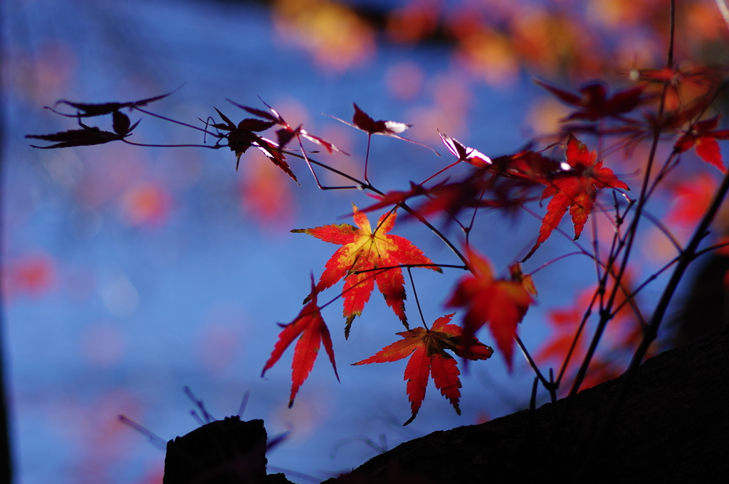 紅葉_紅葉山公園
