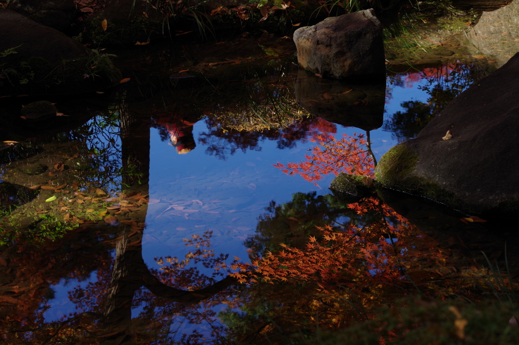 紅葉_大田黒公園