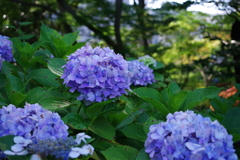 紫陽花_日比谷公園