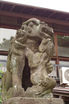 狛犬_天祖神社(高円寺)