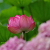 蓮_不忍池