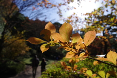 二の丸庭園_皇居東御苑