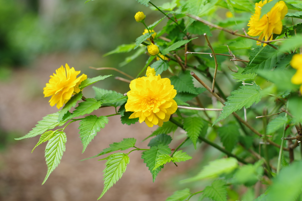 八重のヤマブキ_新宿中央公園