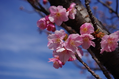 桜_大横川