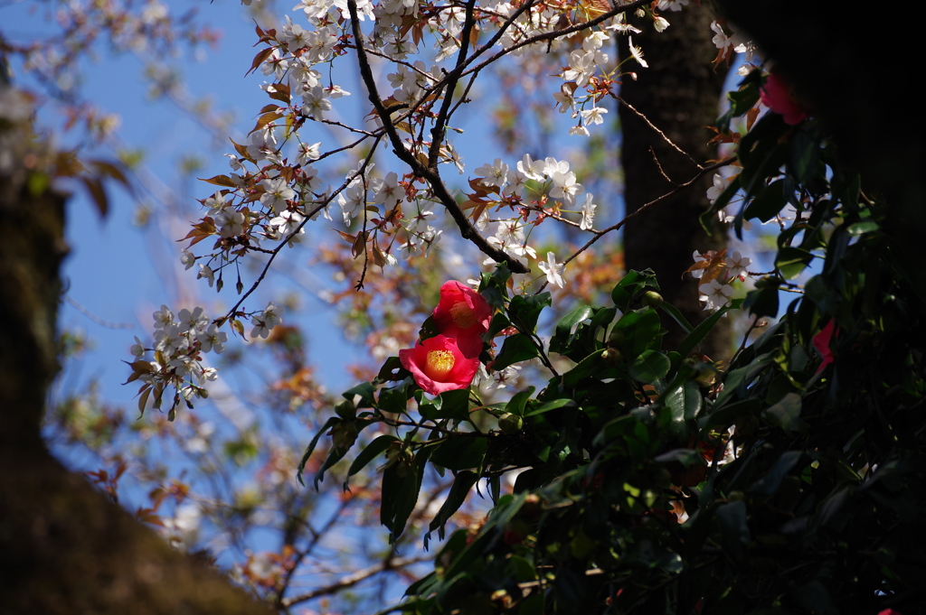 椿と山桜_新宿御苑