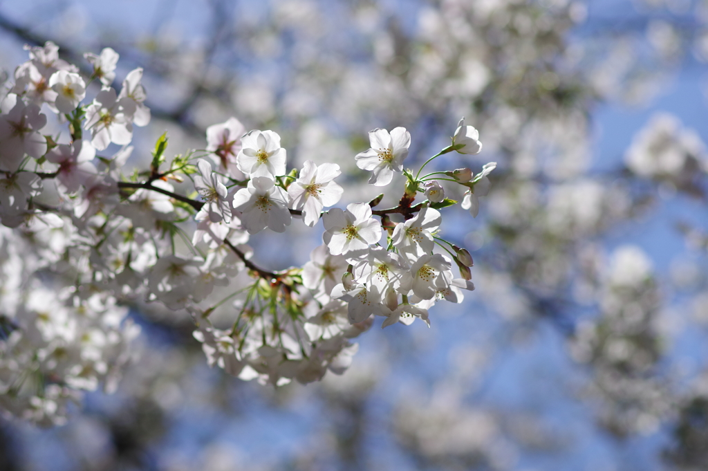 大島桜