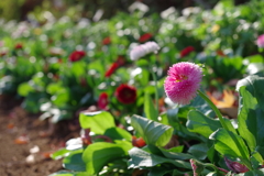 ヒナギク_蚕糸の森公園