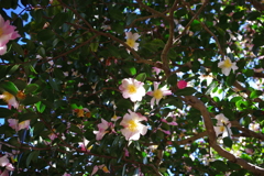 山茶花_深大寺