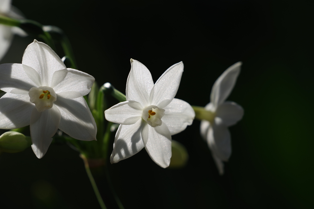 ペーパーホワイト_新宿御苑