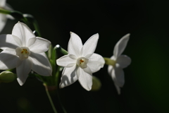 ペーパーホワイト_新宿御苑