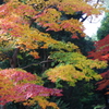 モミジ_明治神宮