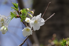 大島桜