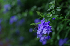 ルリマツリ_桃園川緑道