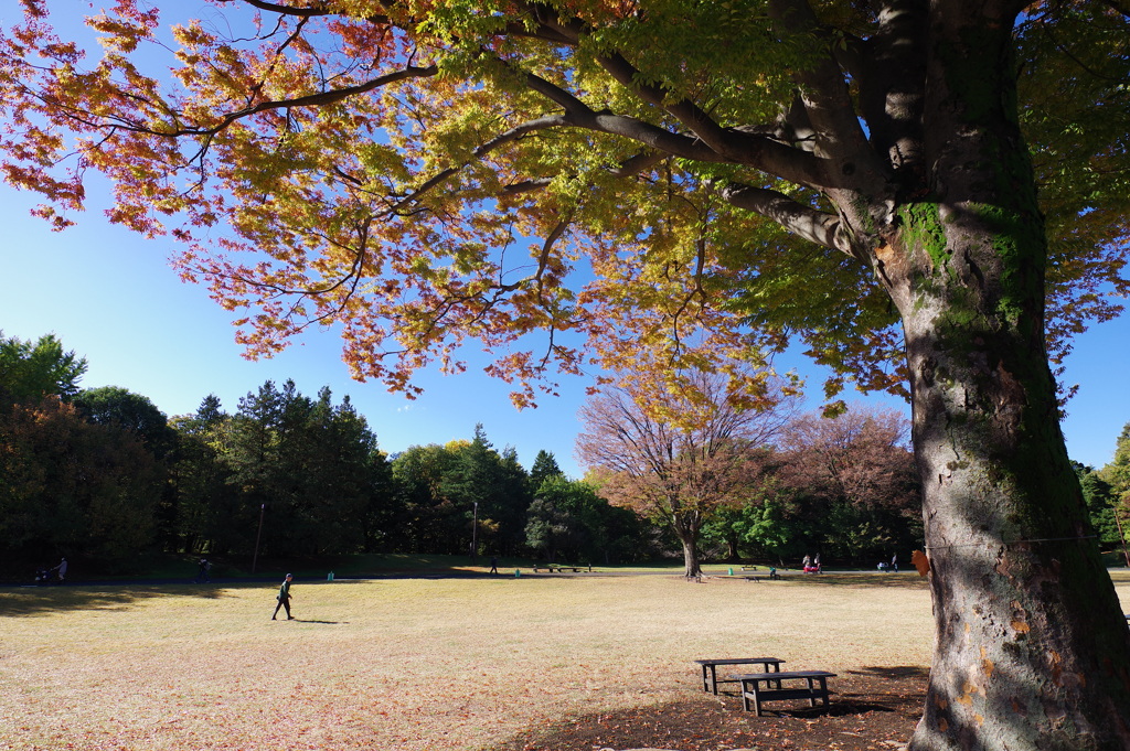 欅_昭和記念公園