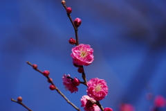 梅_神代植物公園