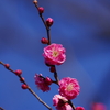 梅_神代植物公園