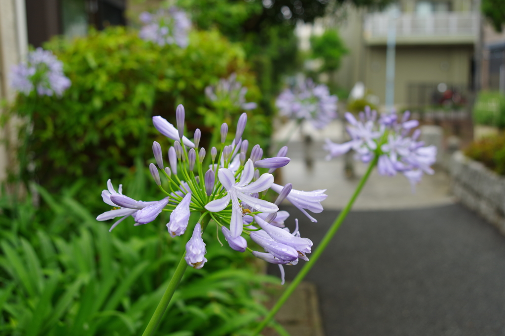 アガパンサス_桃園川緑道