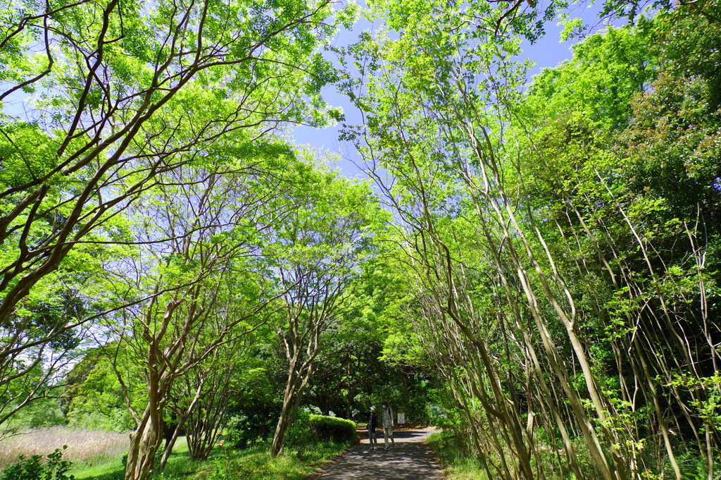 昭和記念公園