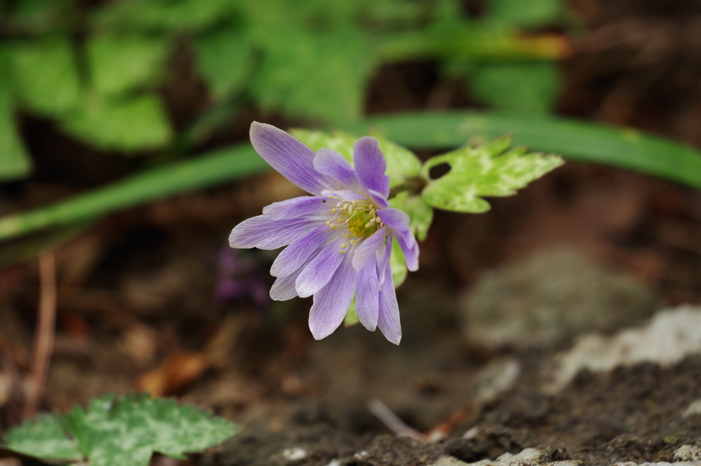 ユキワリイチゲ_林芙美子記念館