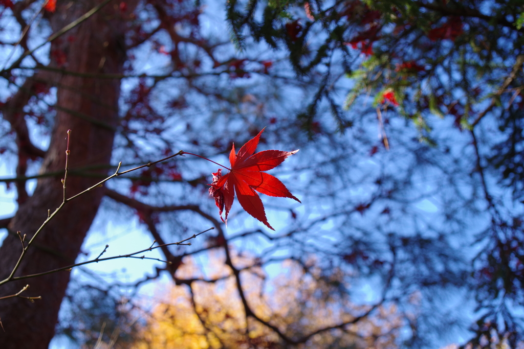 紅葉一葉_林芙美子記念館