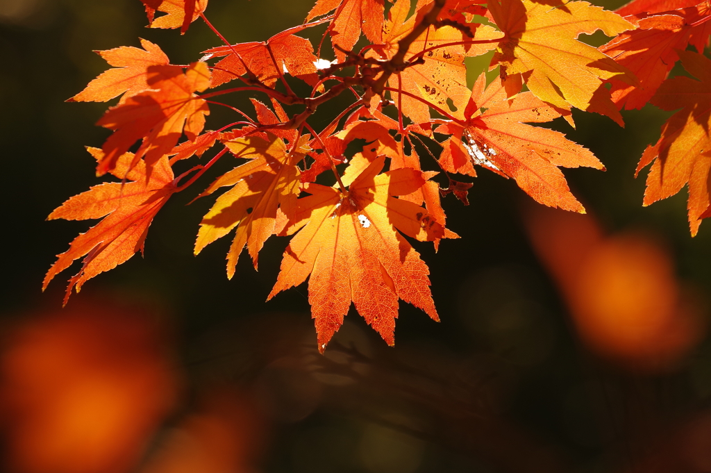紅葉_昭和記念公園